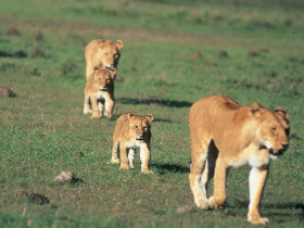 Family holiday to Kenya